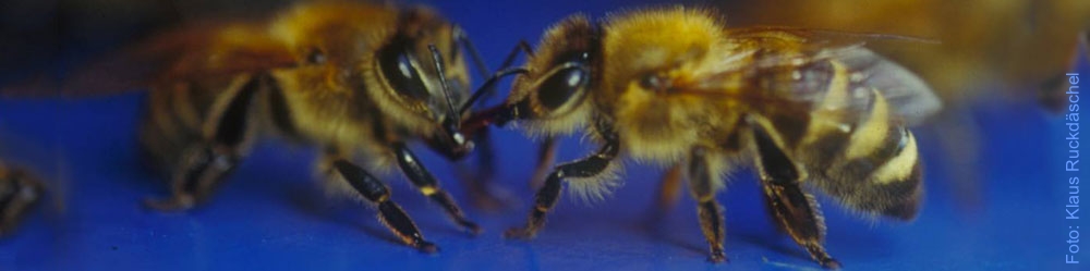 Institute For Bee Research Br Hohen Neuendorf E V