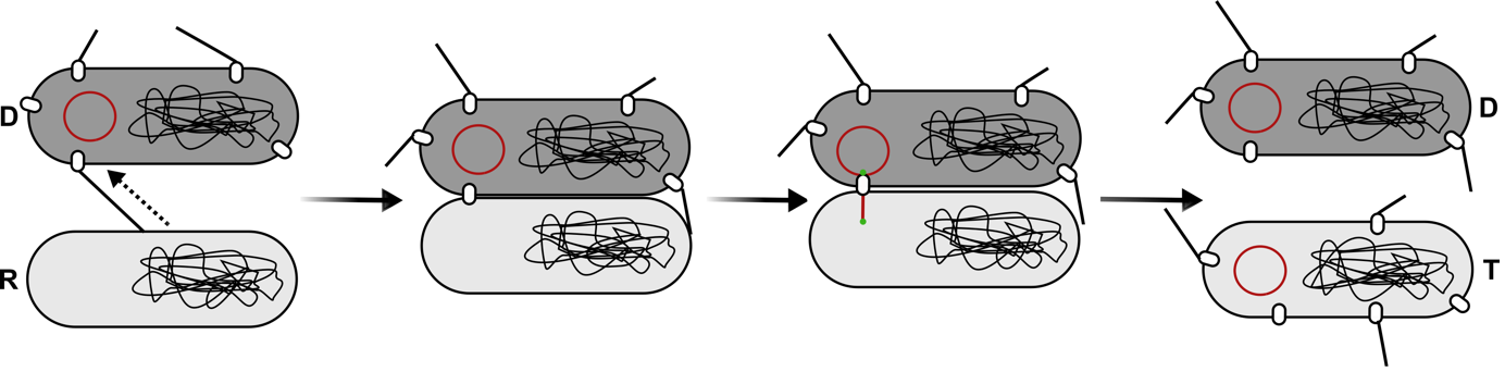 Schematic of bacterial conjugation