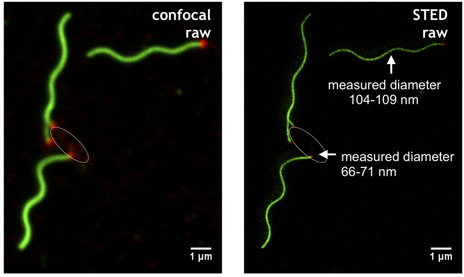 Flagellar filaments in confocal and STED microscopy