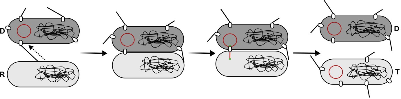 Schematic of conjugation between two cells