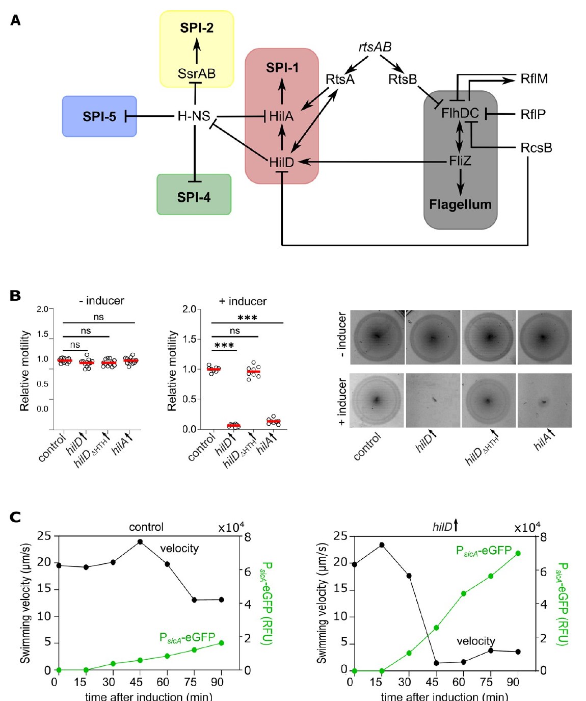 Fig. 1 of Saleh et al. 2023, PLOS Pathogens