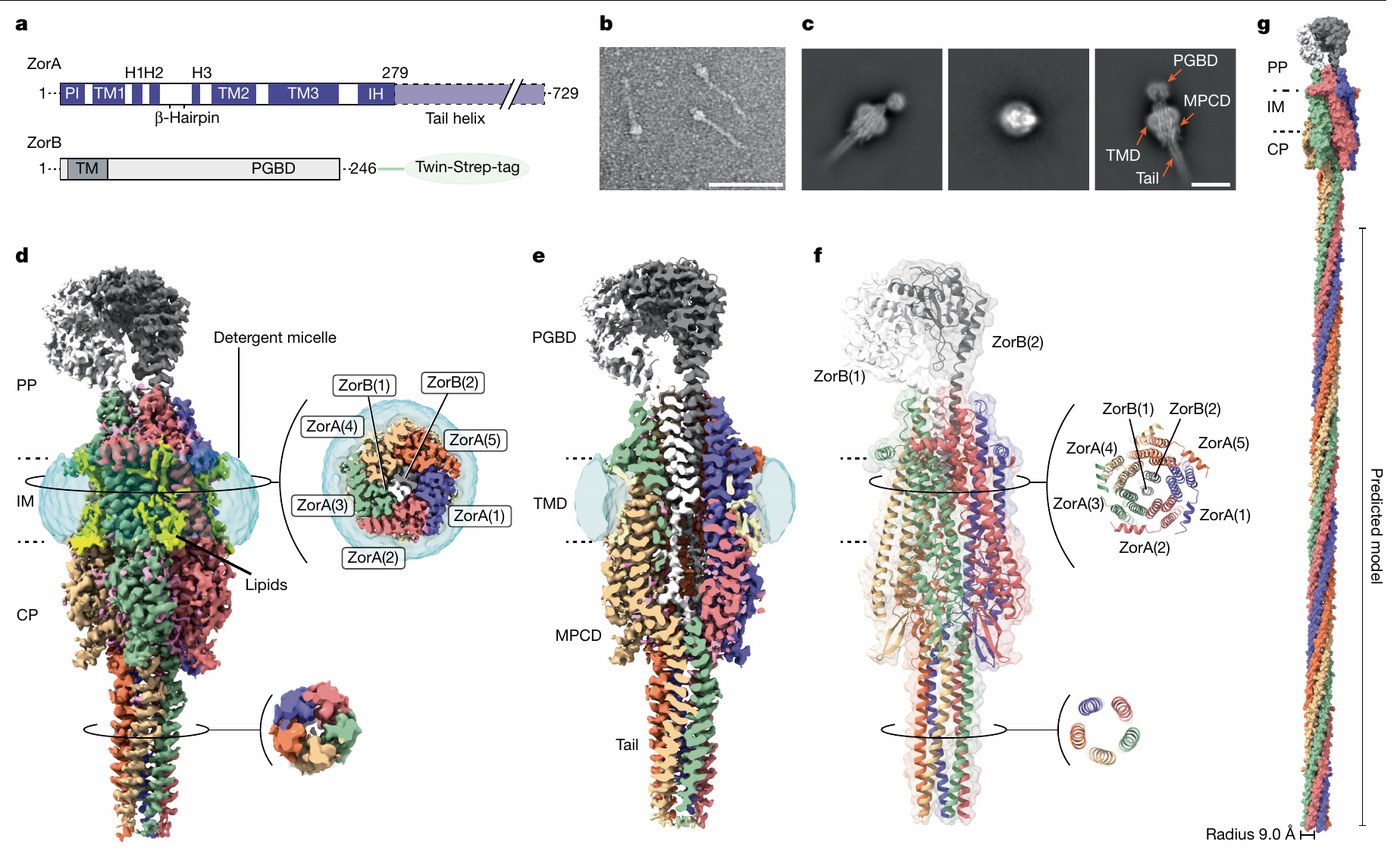 Fig. 2 of Hu, Popp et al. 2025, Nature