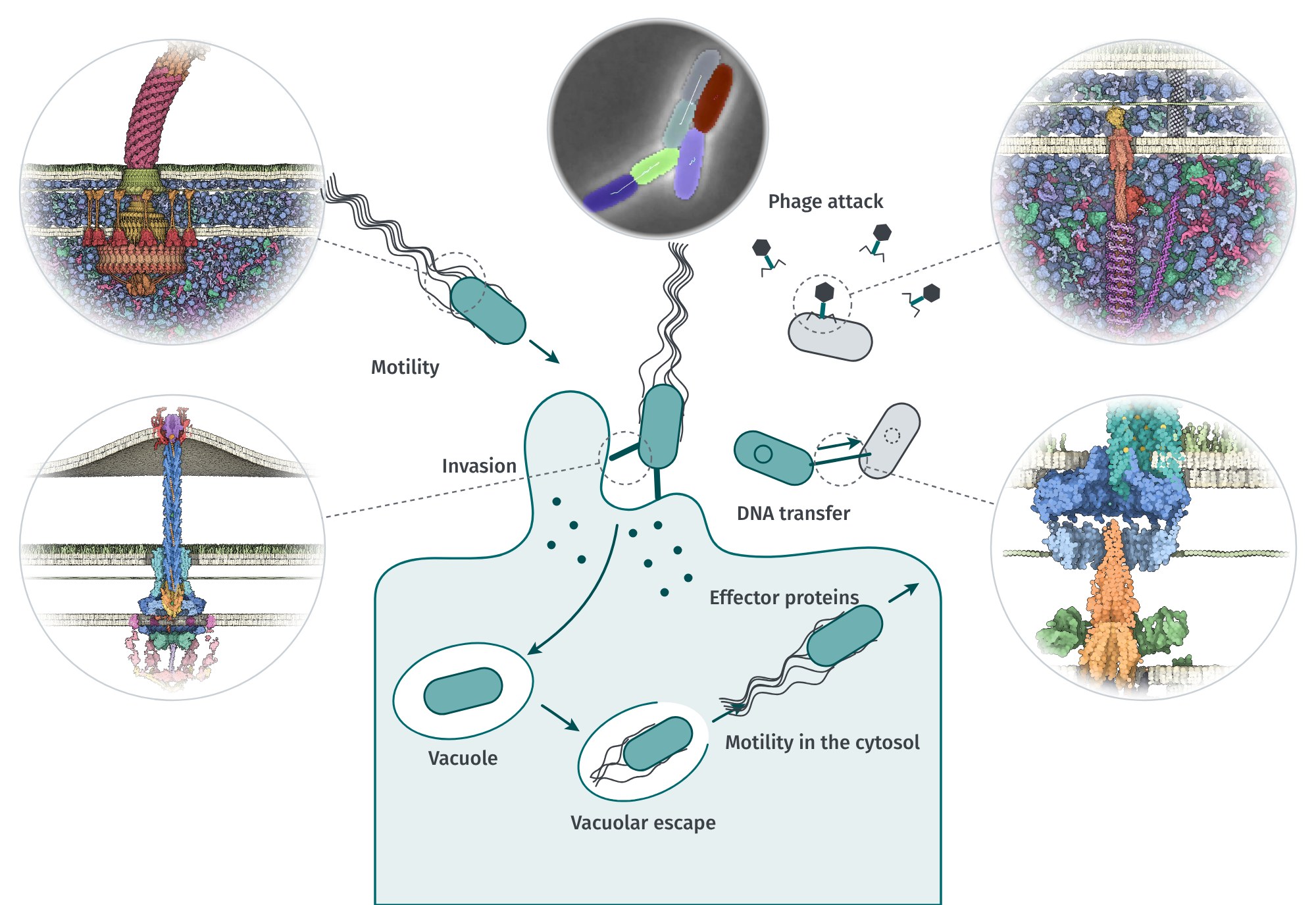 Overview of the research topics. Centre: Salmonella swims with flagella, injects effector proteins into a host cell and lives inside it; phages attack a bacterium; two bacteria conjugate. Round panels show the flagellum and the injectisome (left) and the Zorya system and the conjugative type-IV secretion system (right), rendered from deposited structures. Top centre: segmented bacterial cells in a microscopy image.