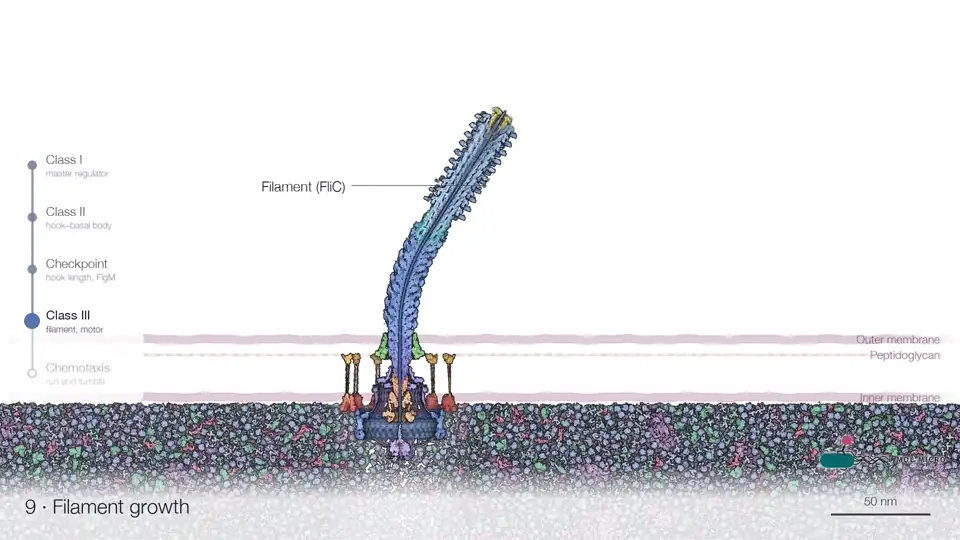 The flagellum assembles in the cell envelope