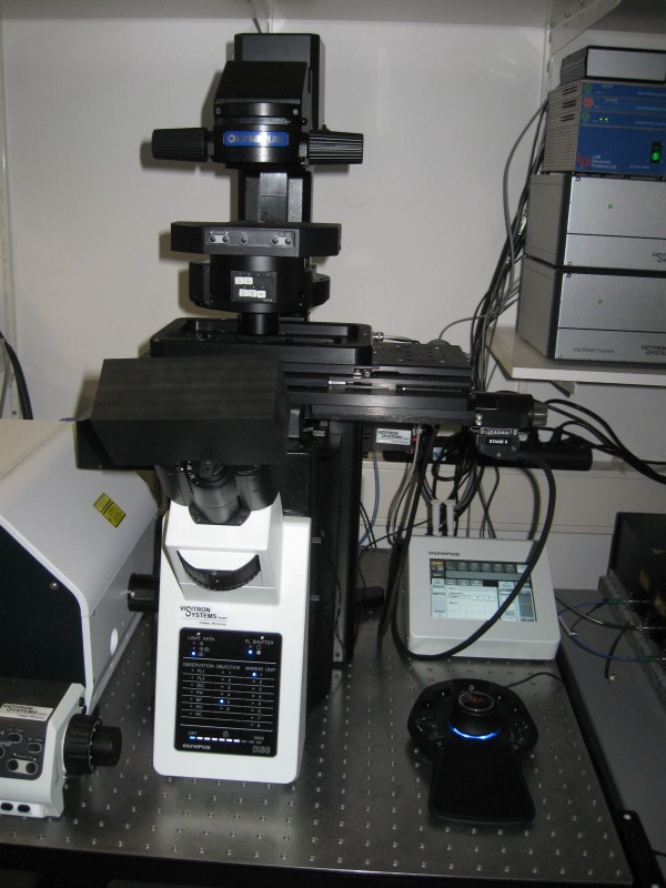 Group of Molecular Biophysics - Virus Entry and Replication