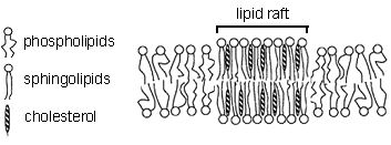 Group of Molecular Biophysics- Functionalized Oligolipids as Tools for ...