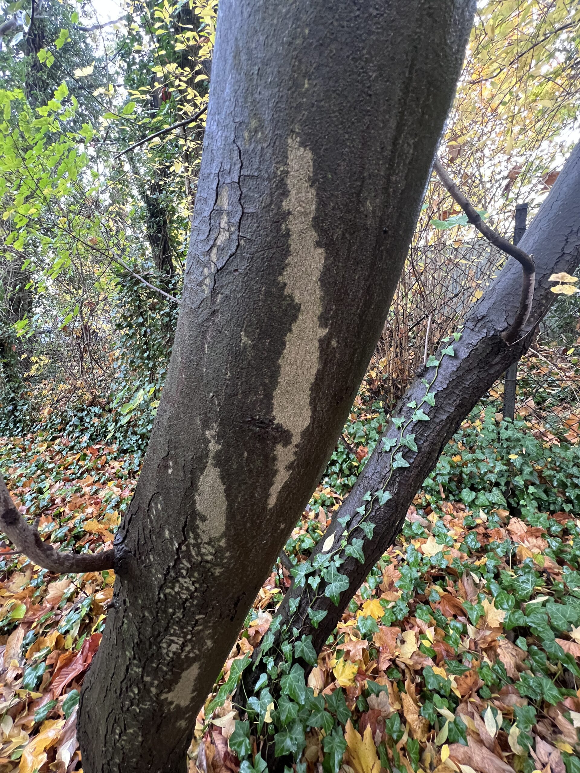 Acer × coriaceum BOSC ex TAUSCH