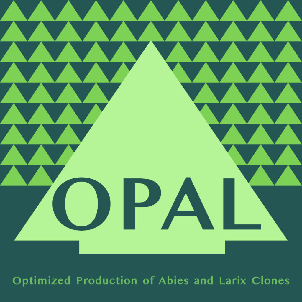 Optimized Production of Abies and Larix Clones